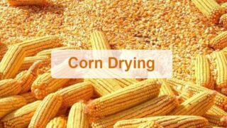 Corn batch dryer | corn drying machine