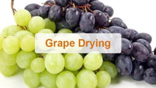 Grapes dryer | grapes drying machine